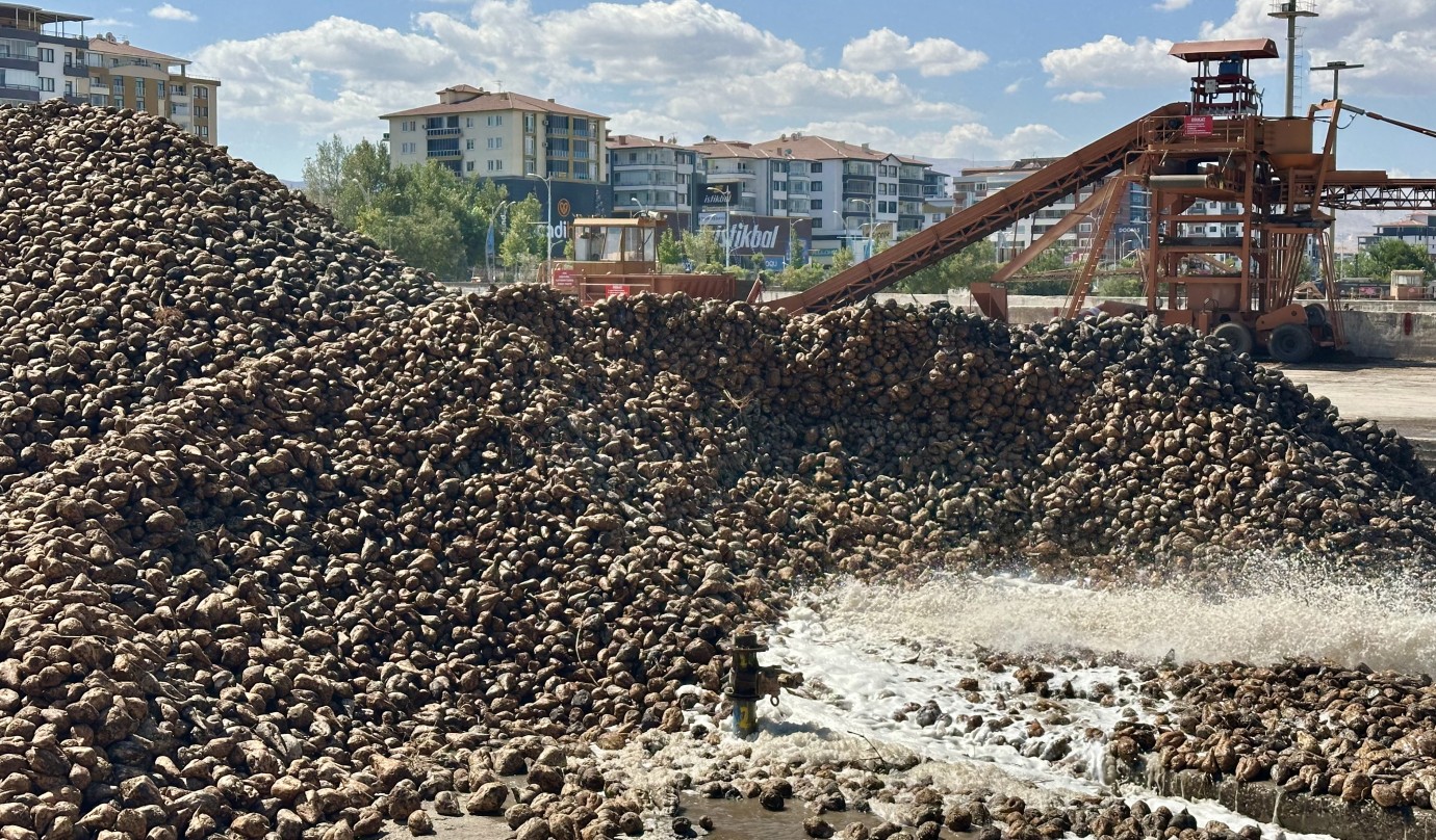 Zirai Dondan Etkilenen Malatya Çiftçisi Pancar Üretimi İle Nefes Aldı