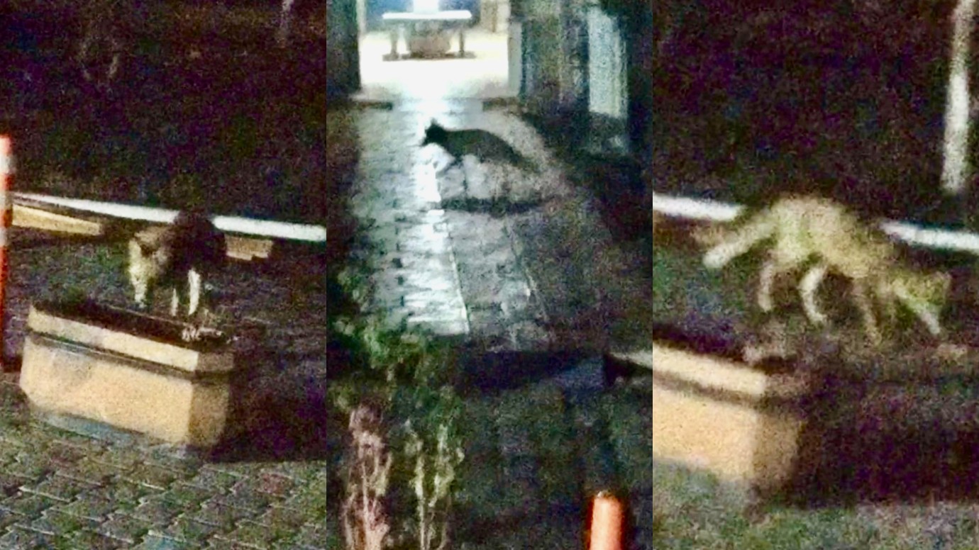 Malatya’da Şehir Merkezine İnen Tilki Kameralara Yansıdı