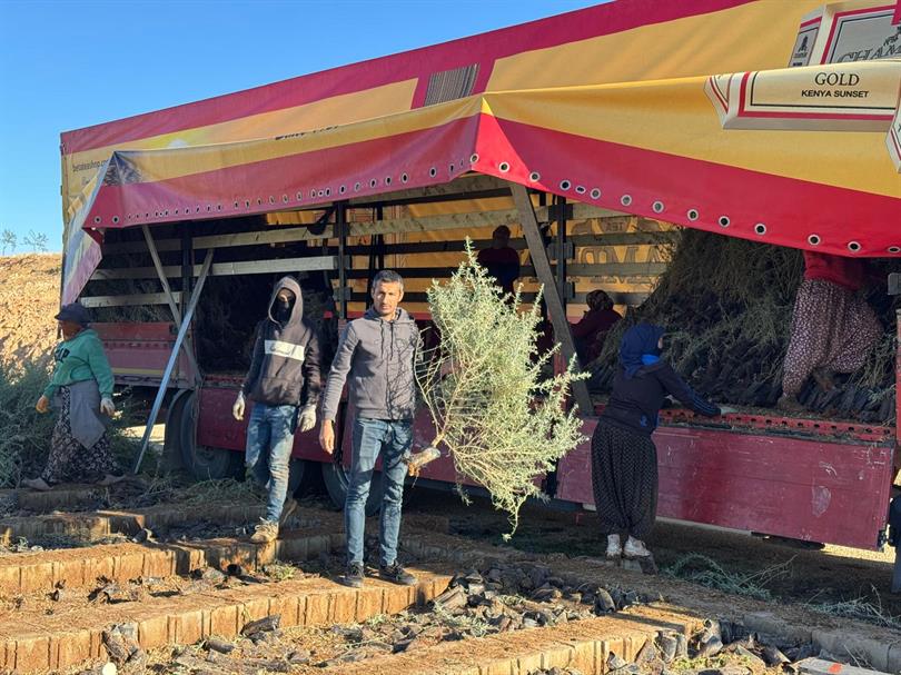 Tuz Çalısı Fidanları Malatya Meralarında Sürdürülebilir Üretim İçin Dikildi