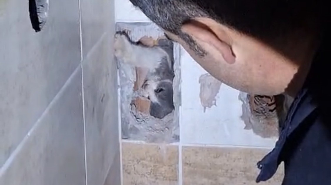 Malatya’da Havalandırma Boşluğuna Düşen Kedi İtfaiye Tarafından Kurtarıldı