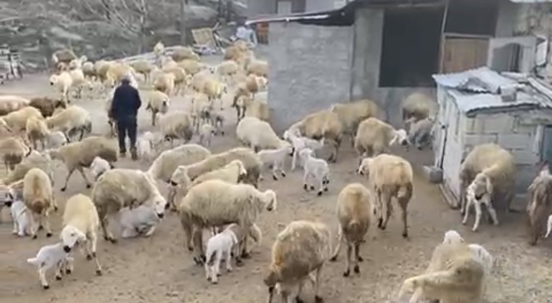 Darende’de Kuzu Doğumları Sürüyor