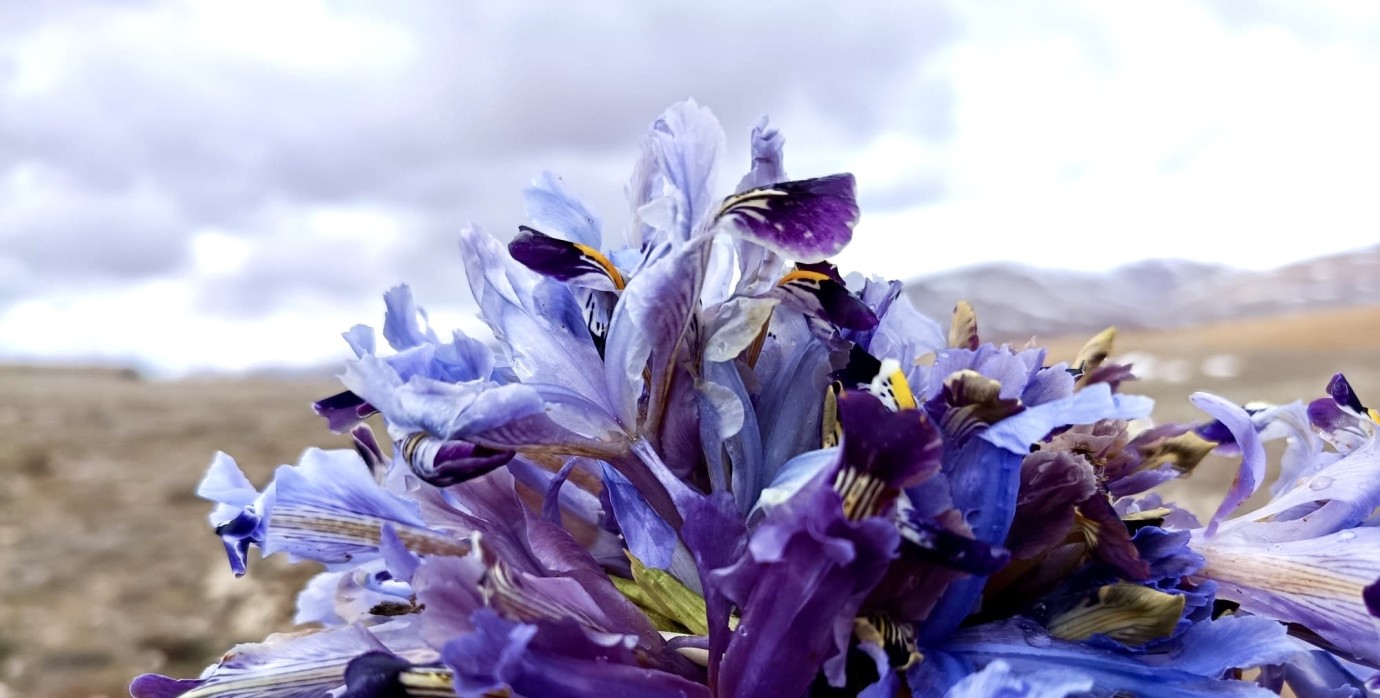Darende Dağları Nevruz Çiçekleri İle Renk Cümbüşüne Büründü