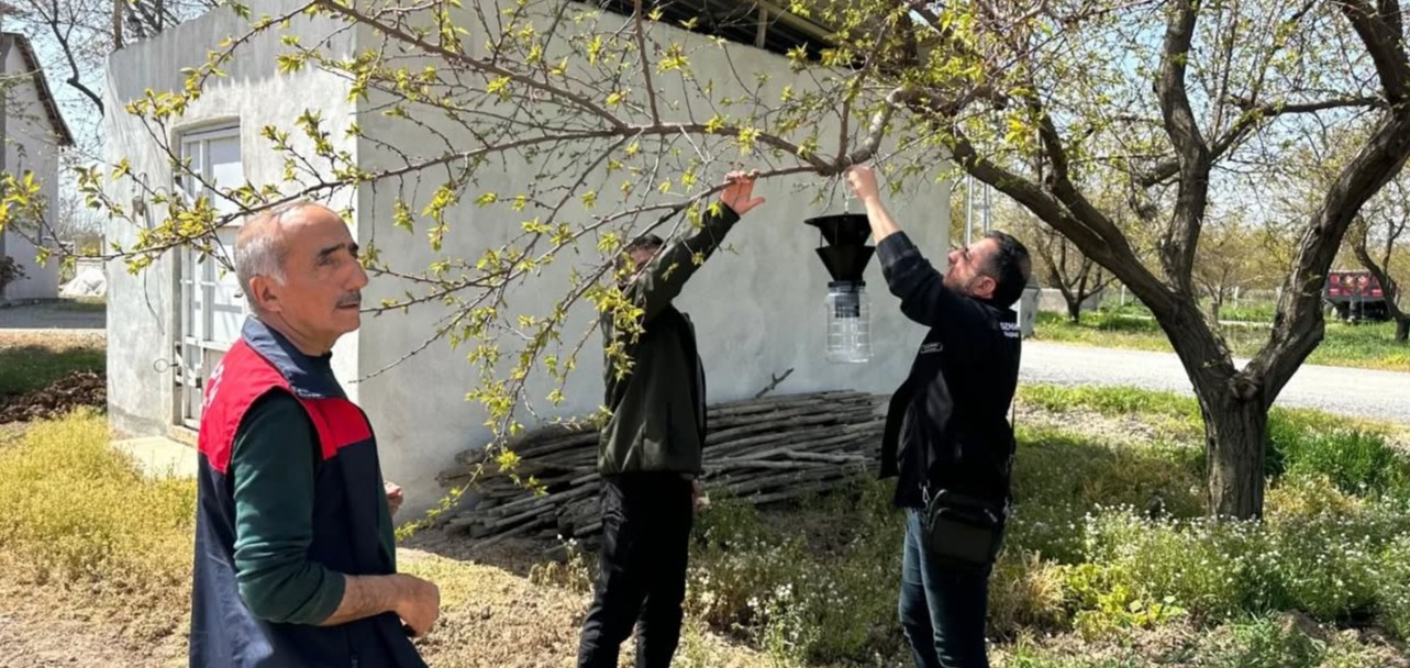 Kayısıyı Tehdit Eden Kokarca Alarmı İçin Sahada Denetim Başlatıldı