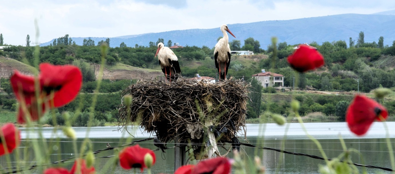 Leyleklerin Dünyasını Fotoğrafladı