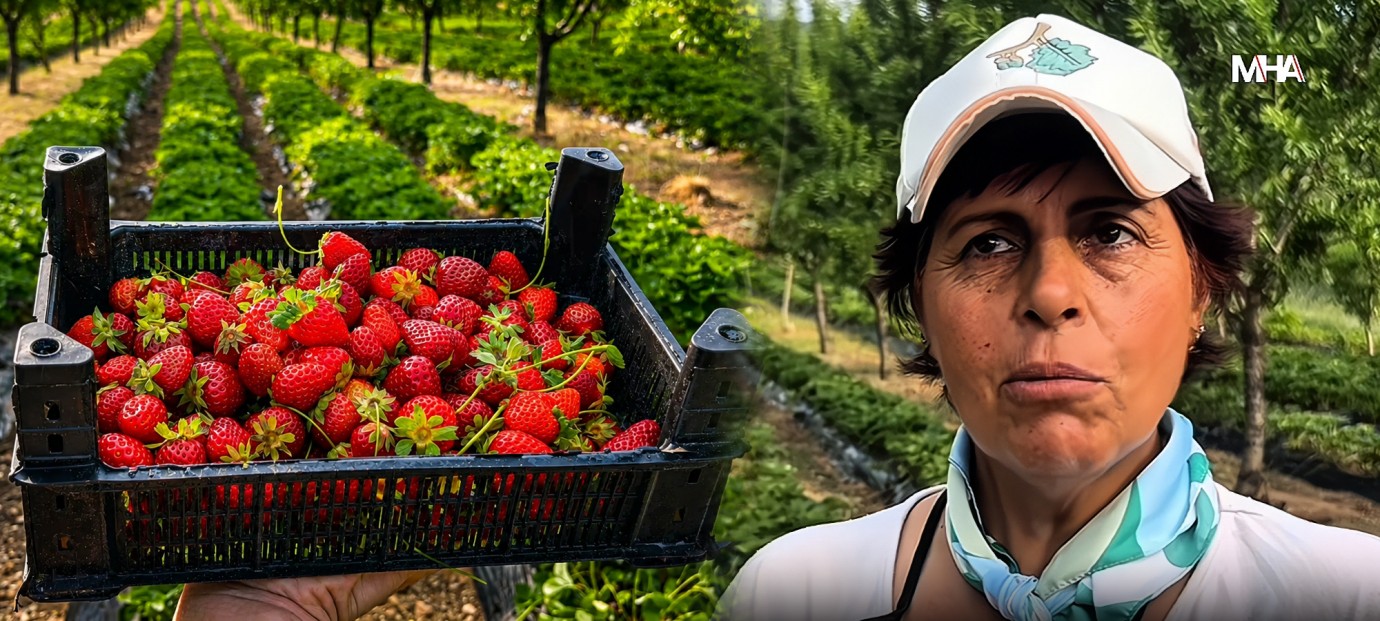 Kayısıya Alternatif Olarak Başladılar, Yılda 6 Ton Çilek Üretiyorlar