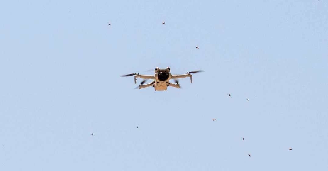 Drone Arıların Ortasında Kaldı!