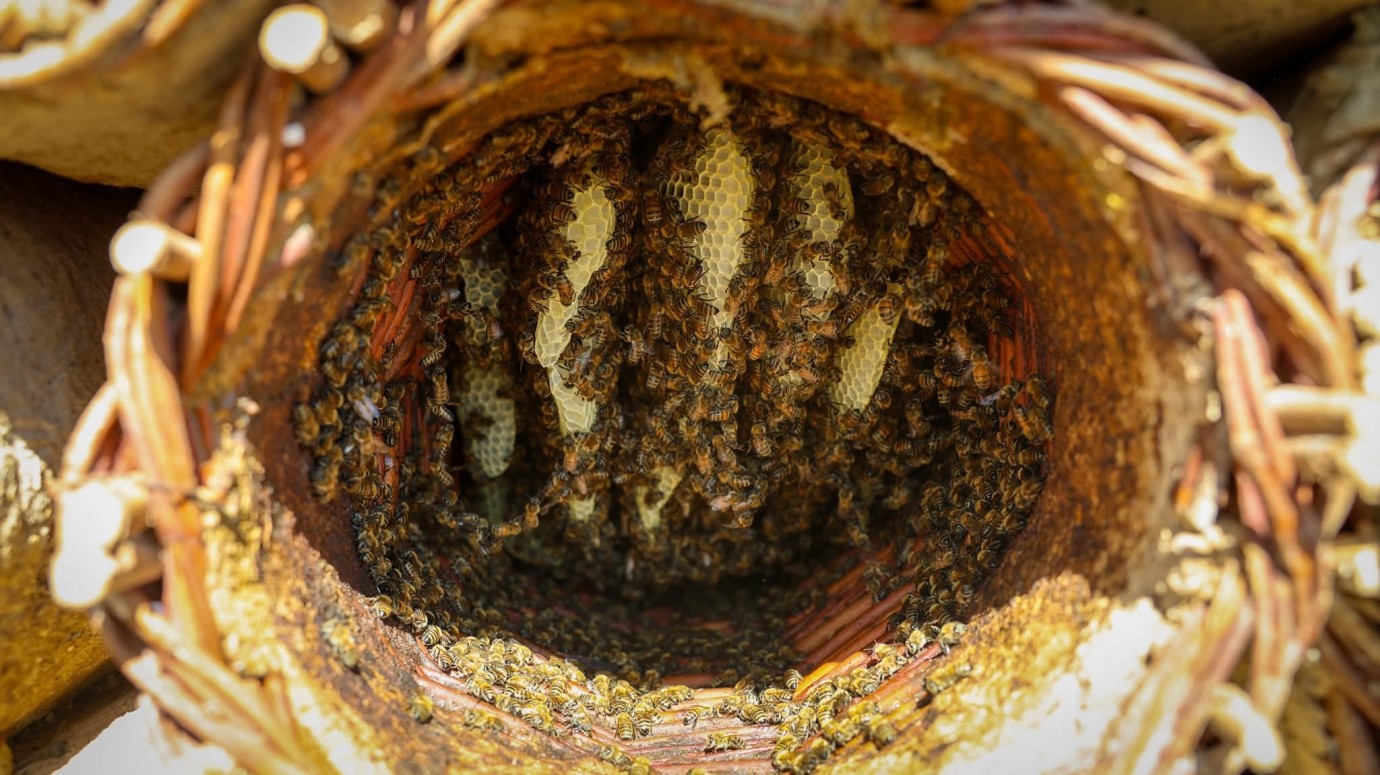 Pütürge’nin Zengin Florasında Bal Hasadı Başladı