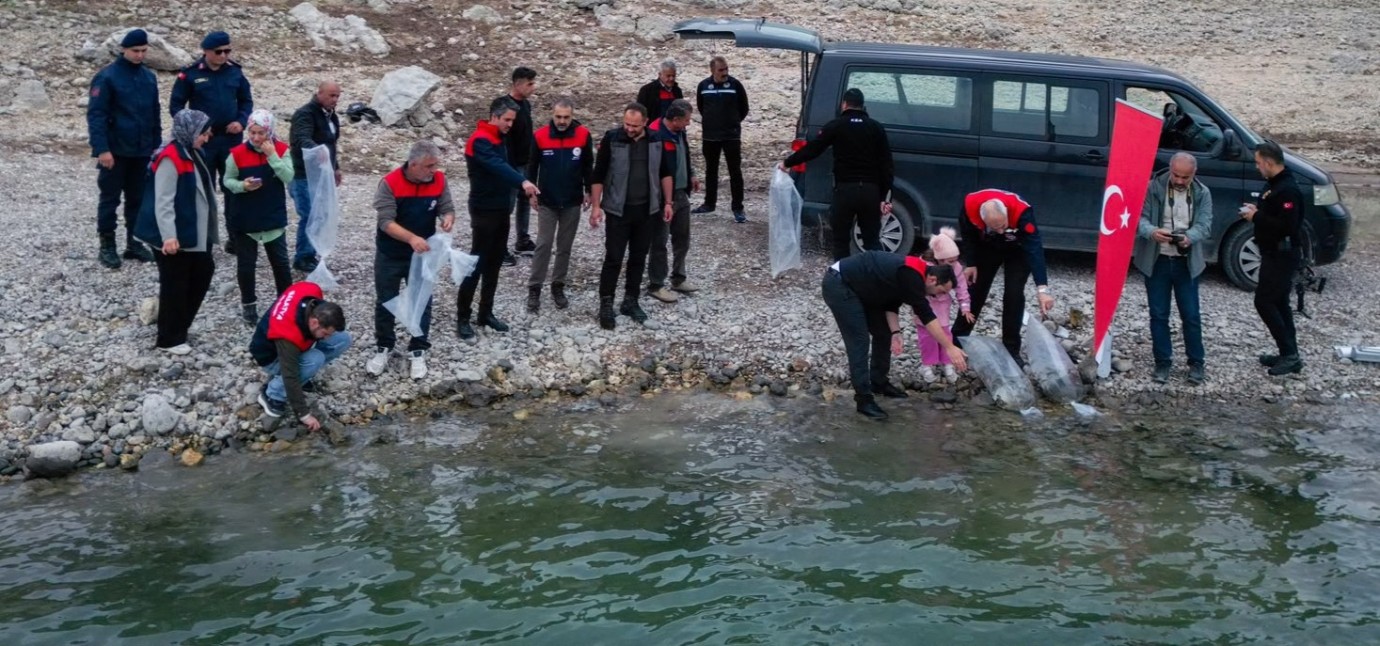 1 Milyon 300 Bin Sazan Yavrusu Suya Bırakıldı