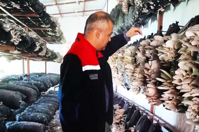 Malatya’da Mantar Üretim Tesisleri Mercek Altında